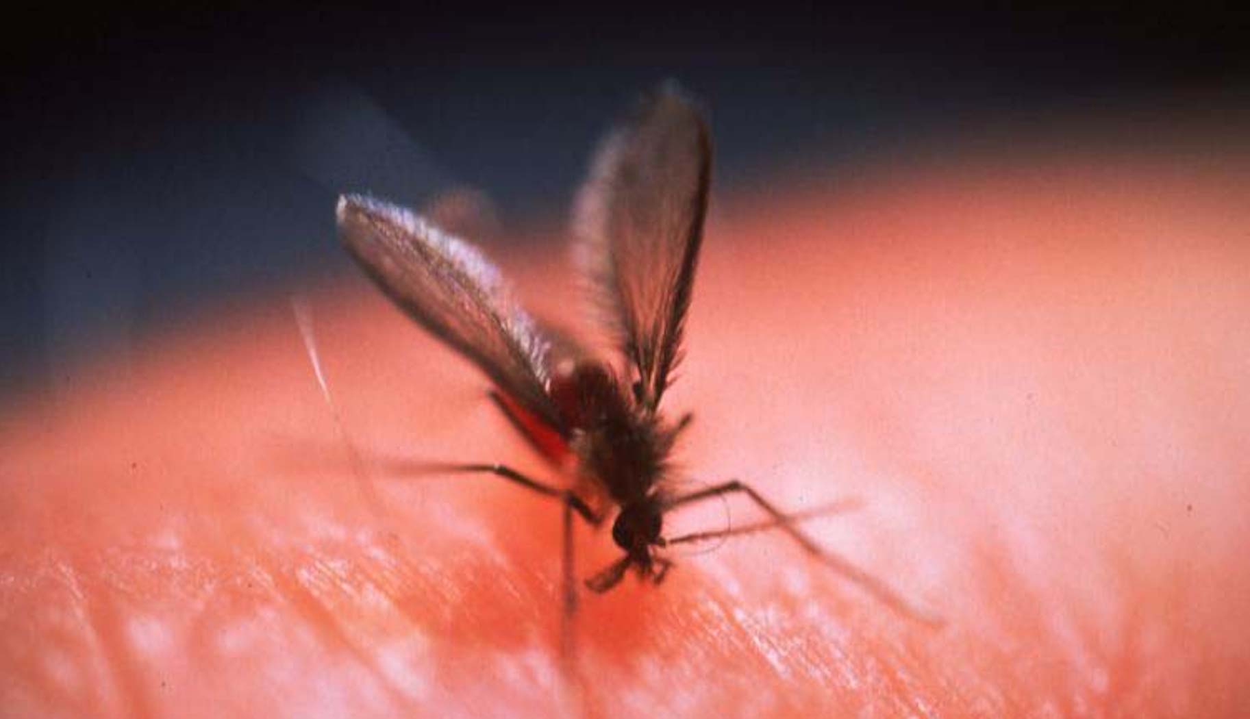 Could lessons in controlling Kala-Azar guide our response to other diseases?