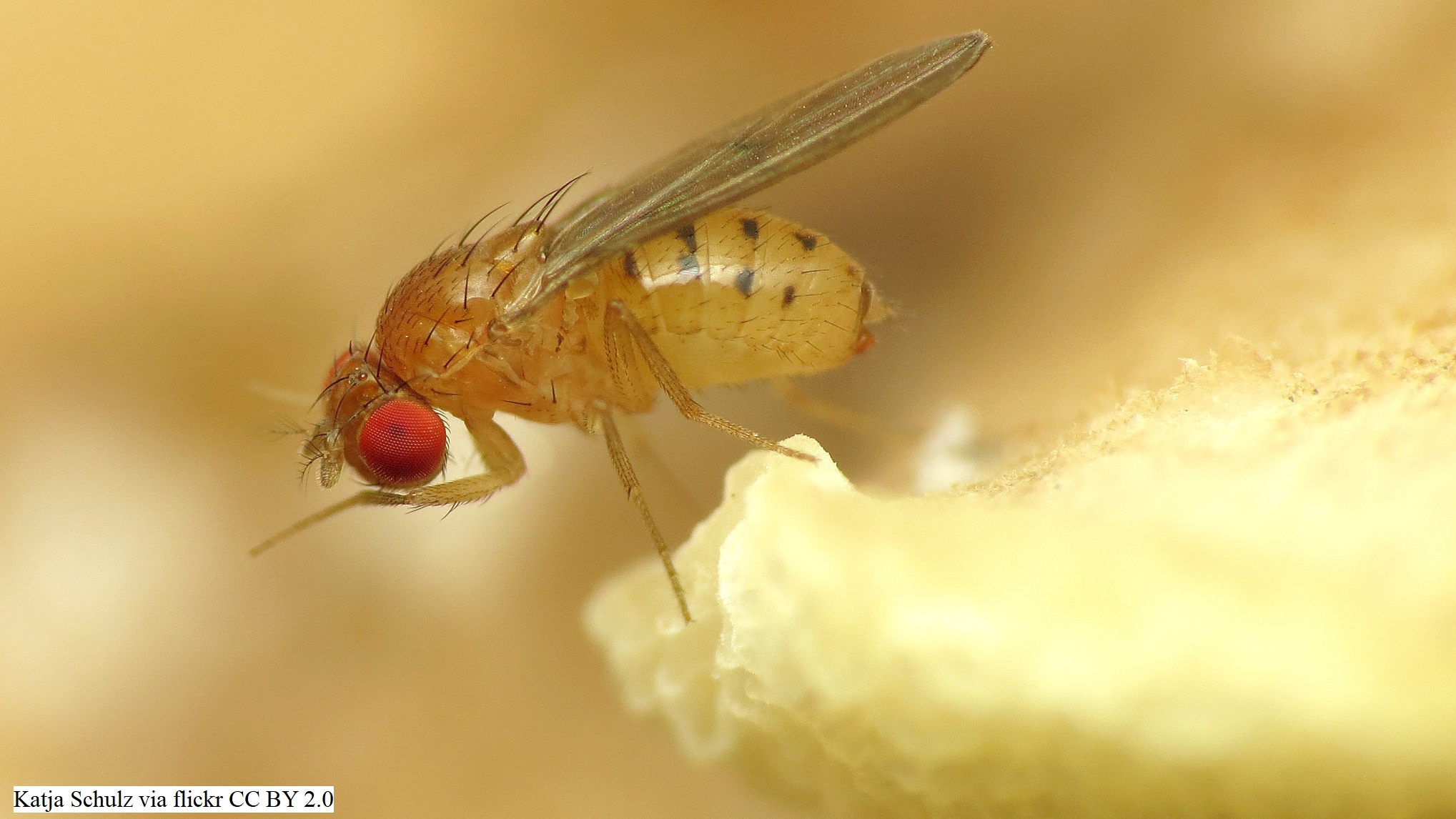 How does a fruit fly rebuild its damaged parts?