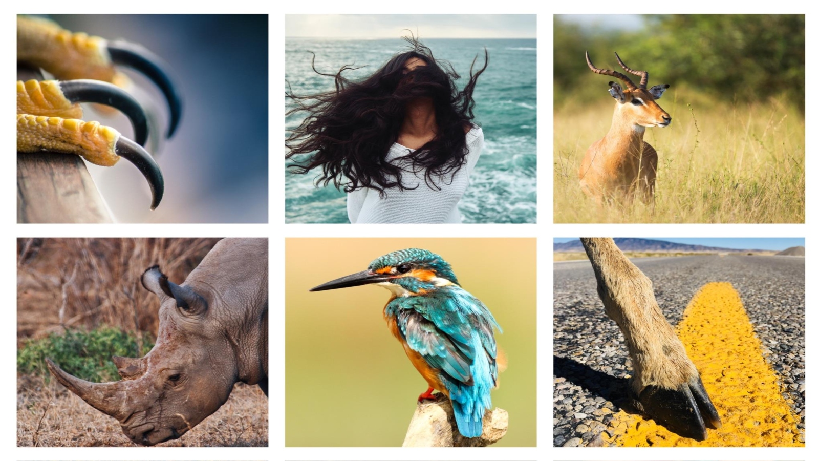 Keratin: Nature’s remarkable protein