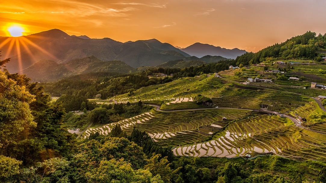 Fast yielding rice varieties could help reduce greenhouse gas emissions
