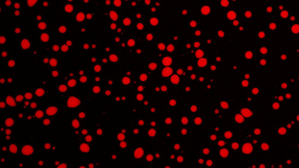 The Universality of ‘Phase Separation’ in Proteins