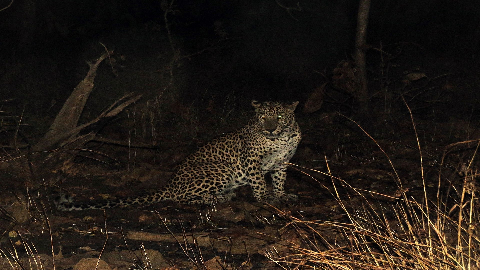 In Gir, not sharing is caring for the lions and leopards