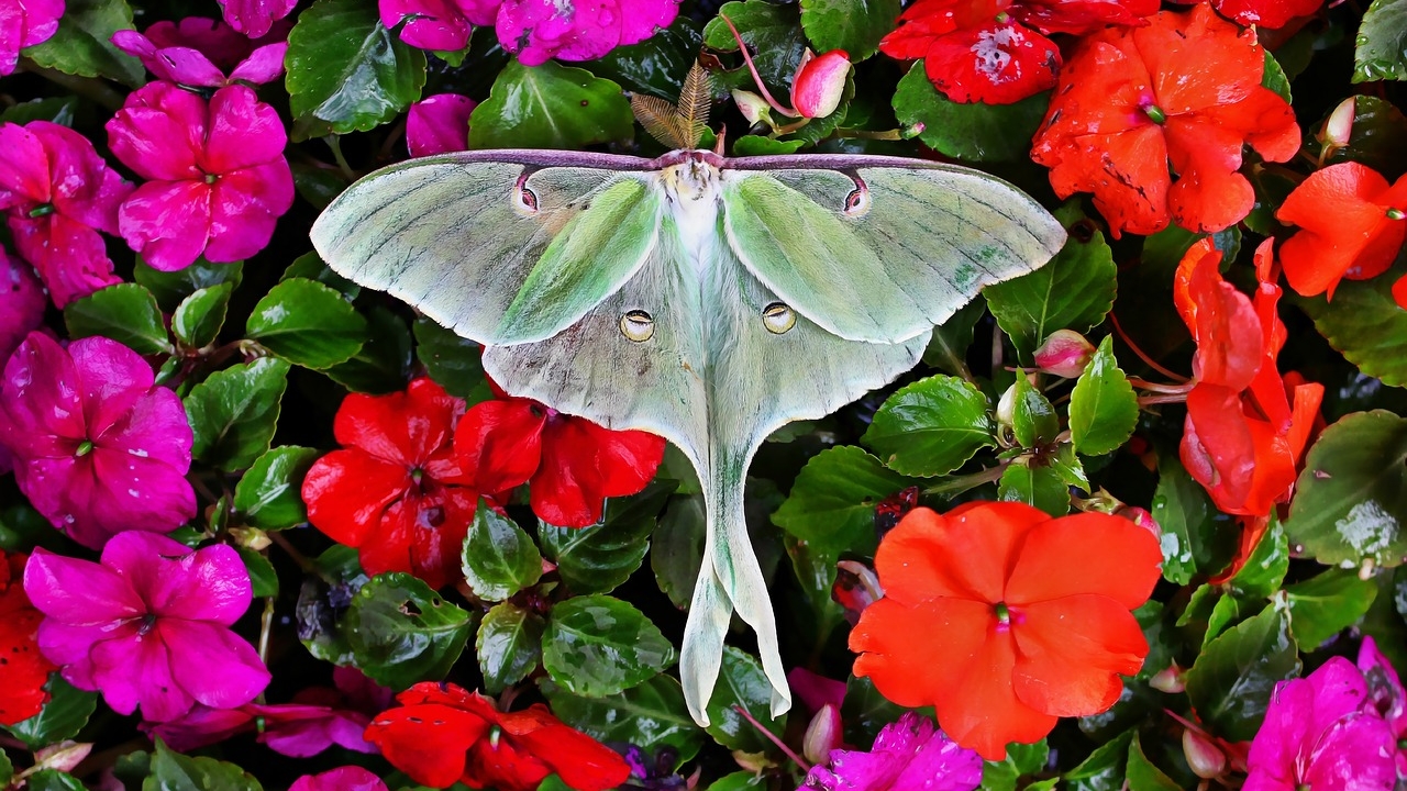 The mesmerising world of moths