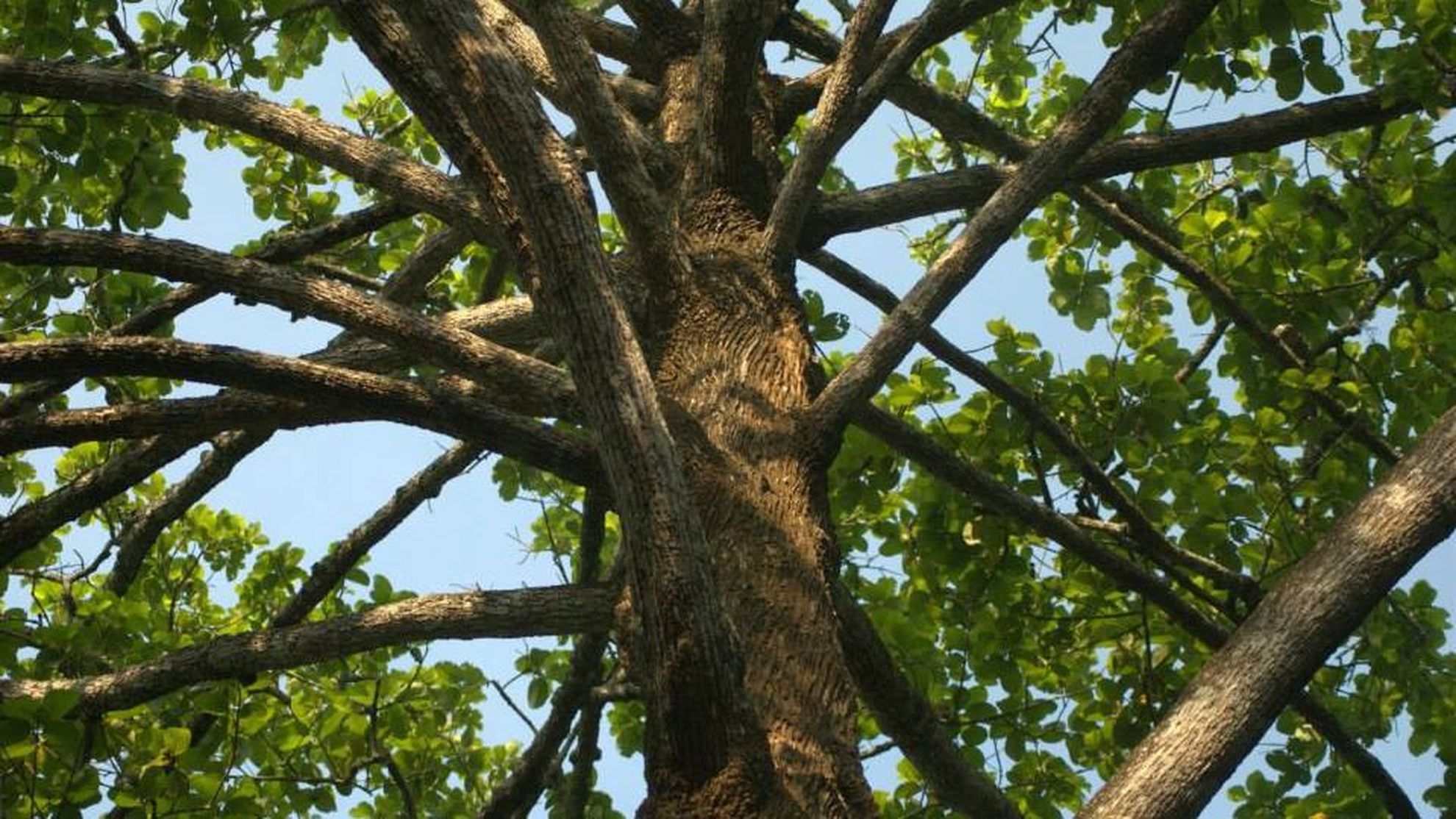 A Photographic Guide to Endemic Woody Plants of the Western Ghats launched
