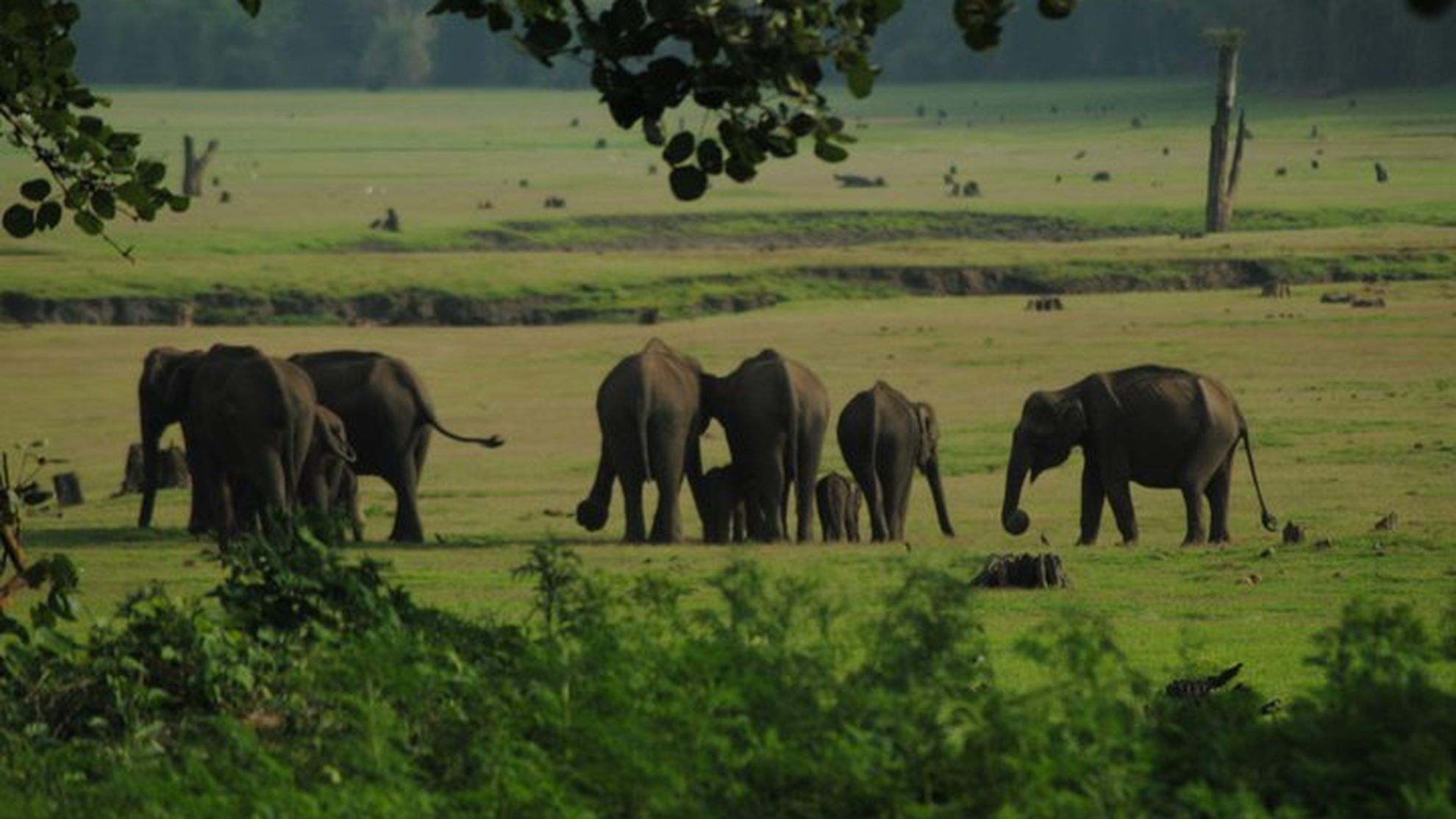 Elephants are Irreplaceable! finds a study