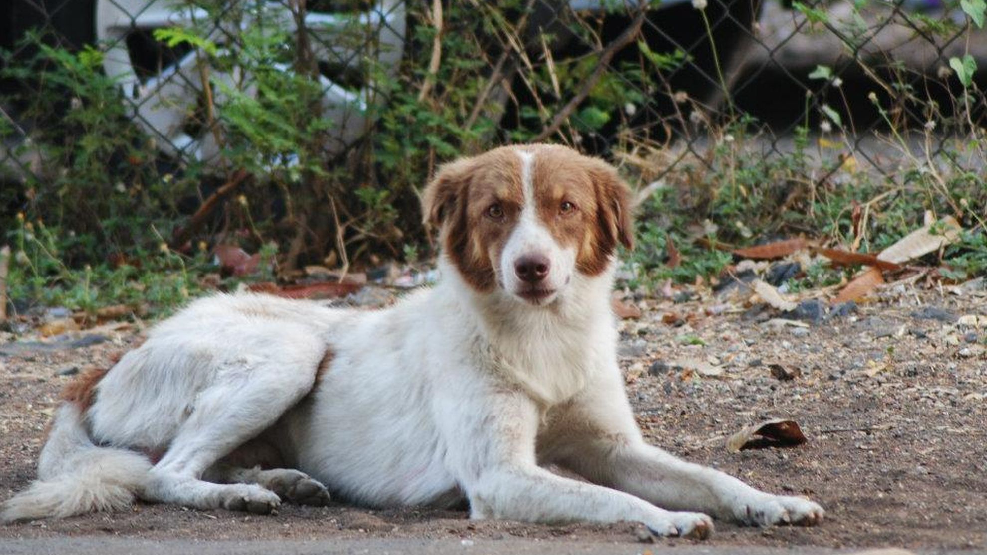Prevention is better than Cure: World Rabies Day, 2017