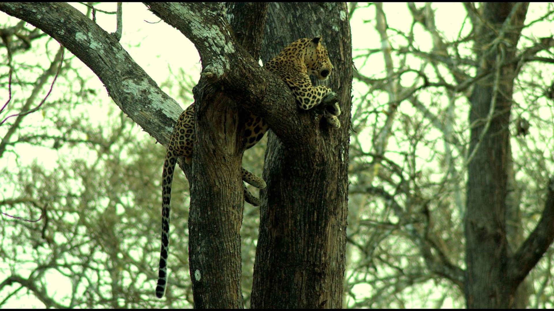 Leopards in your backyard - A conservationist’s view of the rising human-leopard conflict