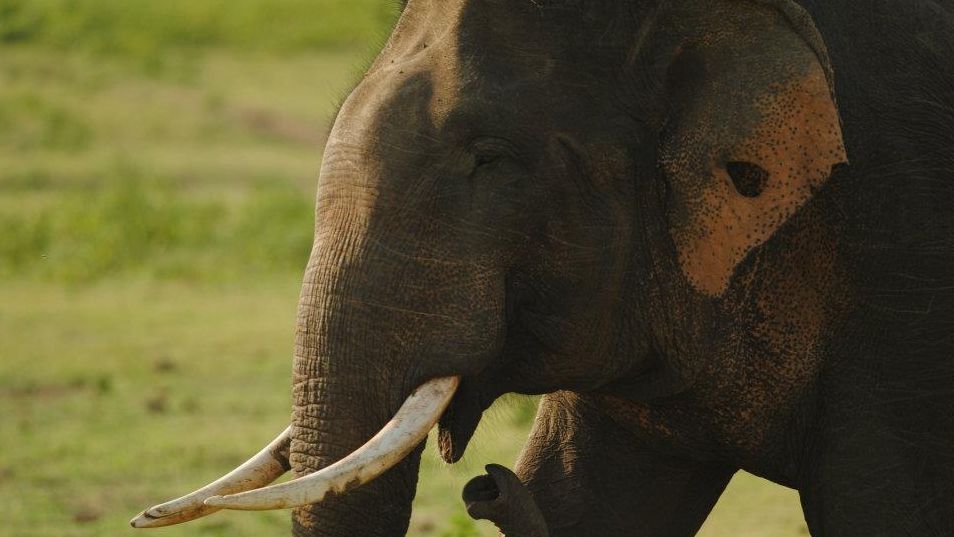 Rice, alcohol and banana could invite trouble with elephants, study shows