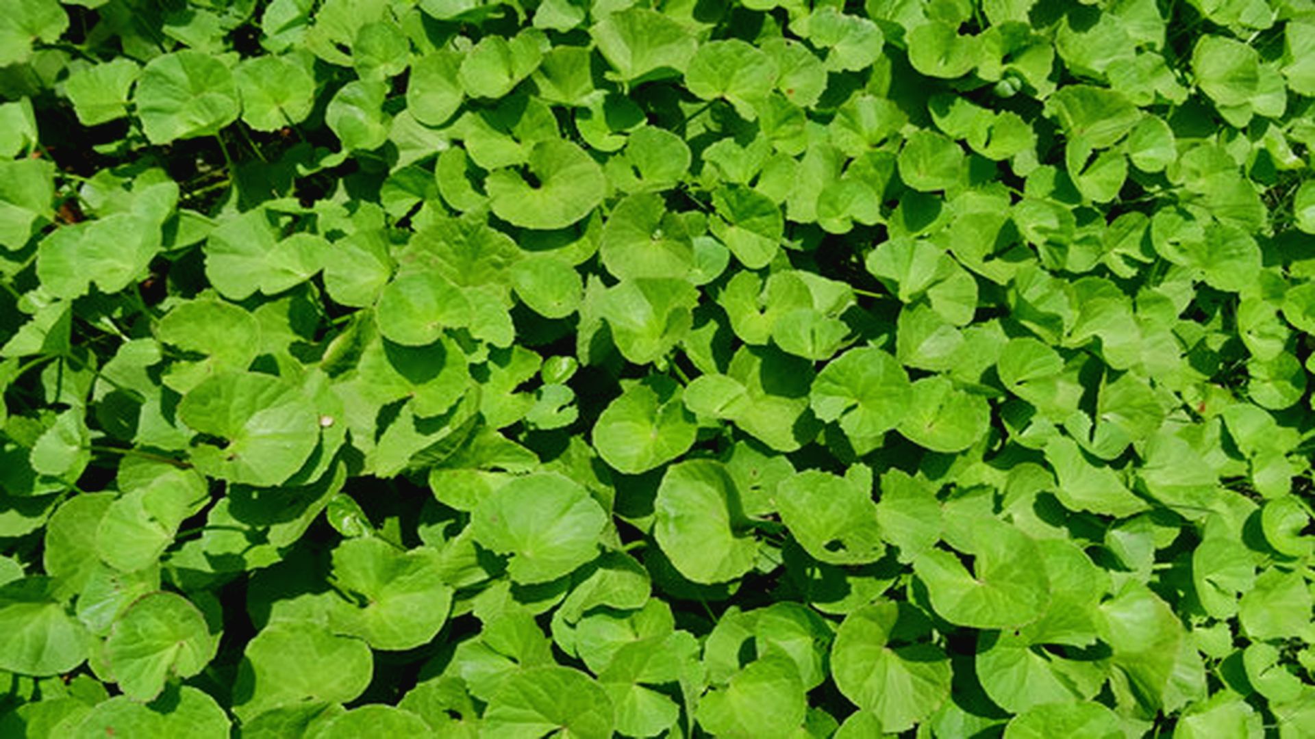 Herbal medicines – what you see may not be what you get, say scientists