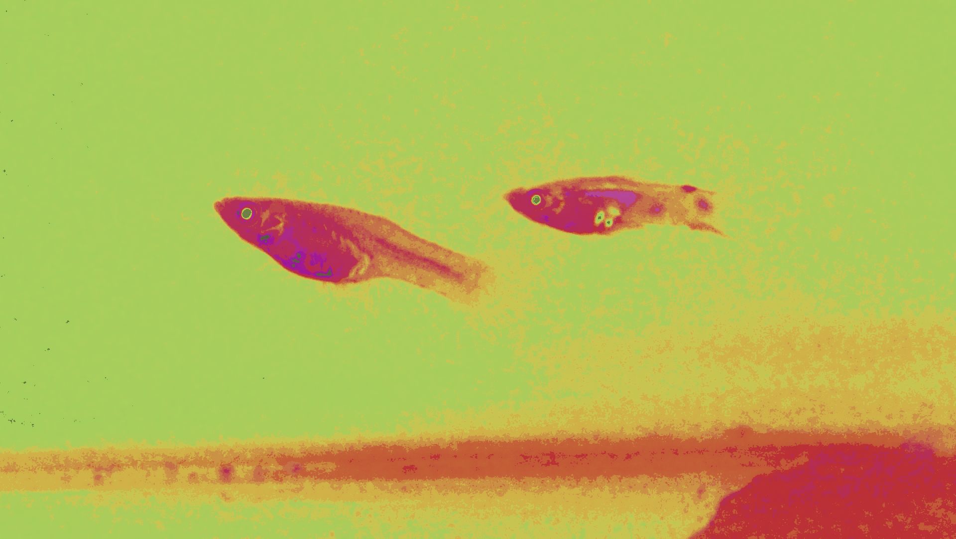 An insight into zebrafish behaviour and morphology in a changing world