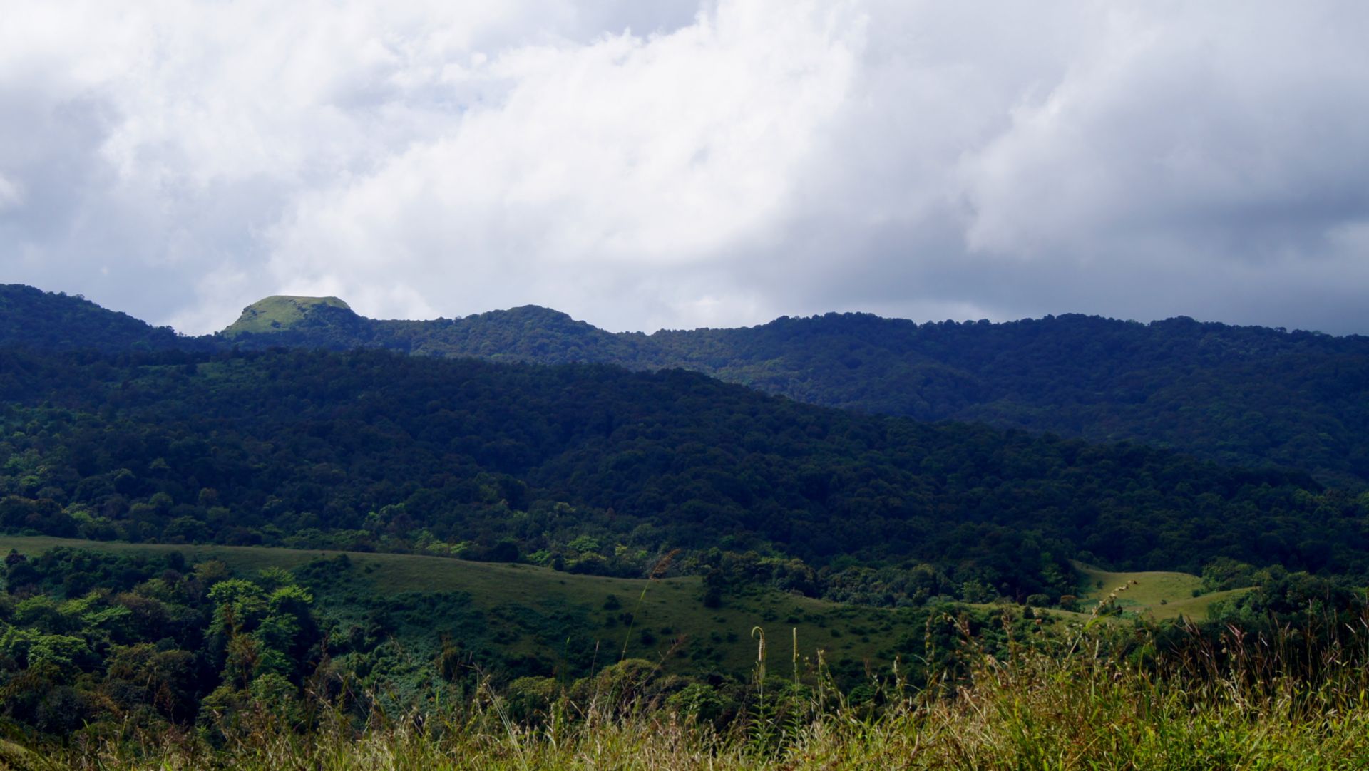 Connecting the dots – Understanding the shola forests of the Western Ghats