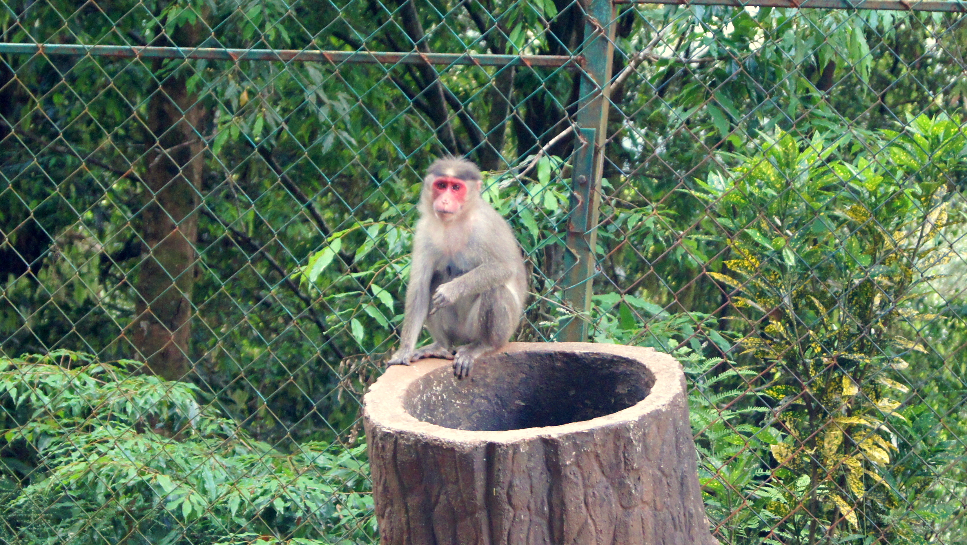 Human-wildlife conflict, tolerance and mitigation measures from the forest fringes of India