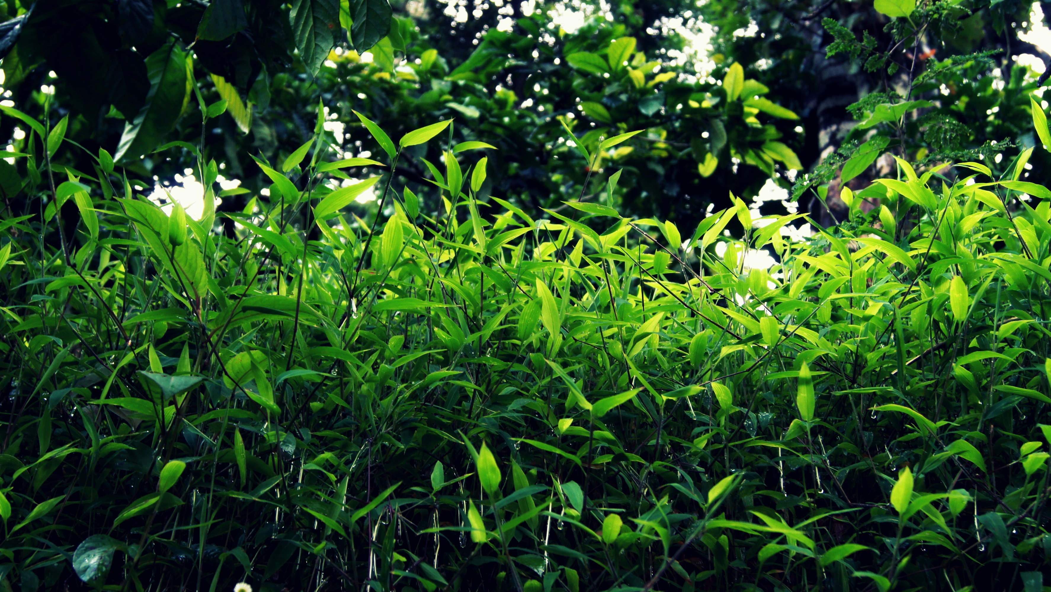 Harnessing the energy of forests responsibly in the years to come