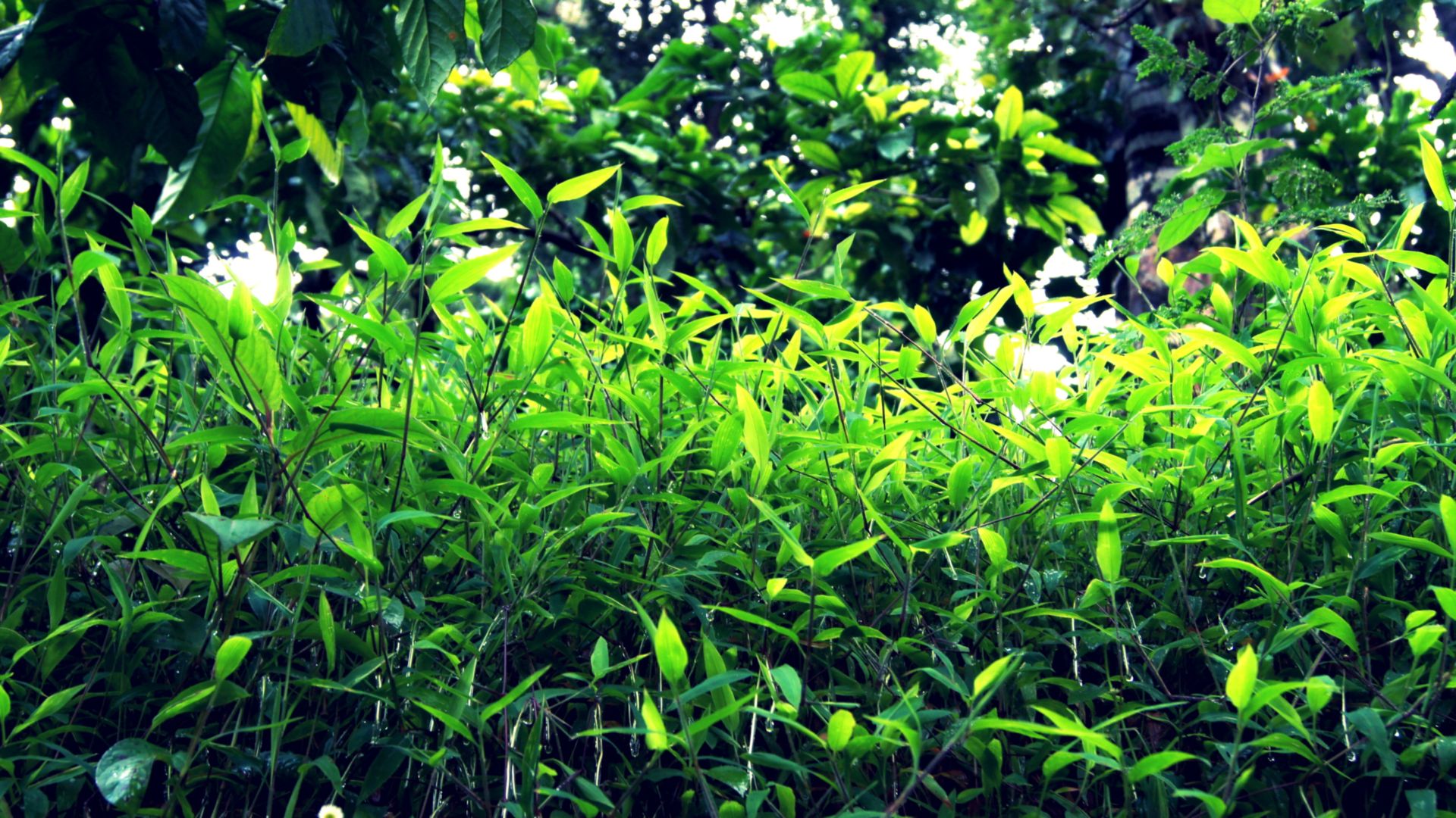 Mimicking Photosynthesis: The answer to our energy woes?
