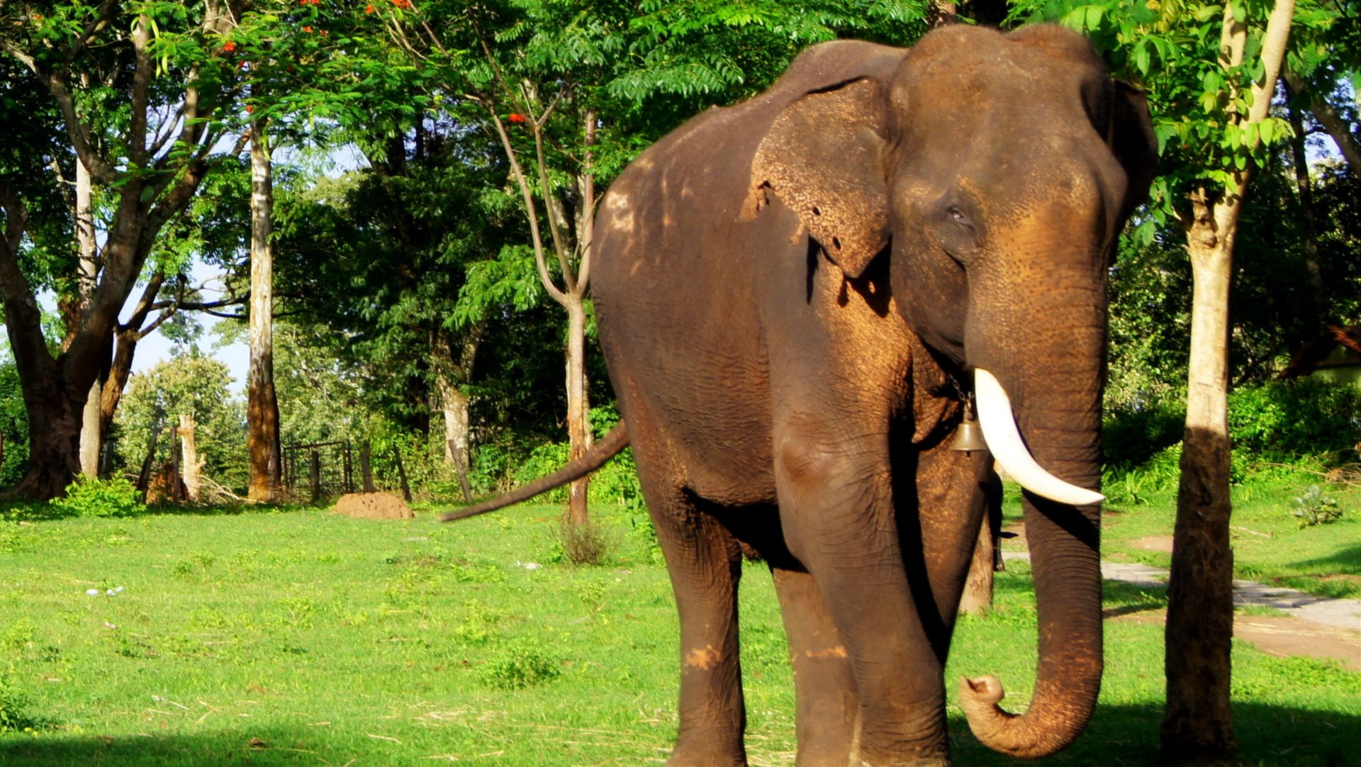 Counting elephants the right way: Study describes methods to overcome inaccuracy in estimating the population size of social mammals
