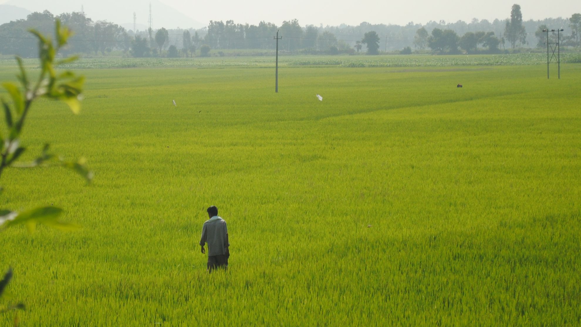 Leaving behind conventional methods in agriculture to cope up with changing climate
