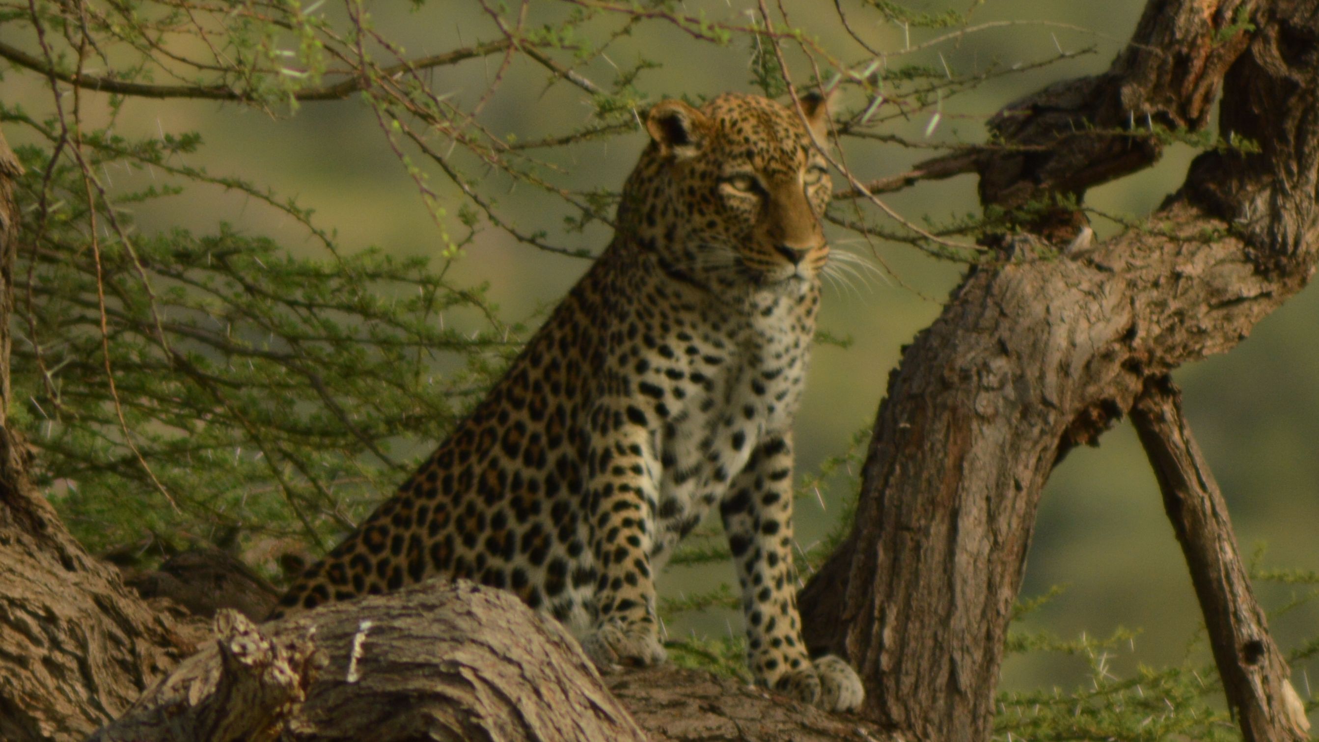 Whose cup of tea is it – ours or leopards’?