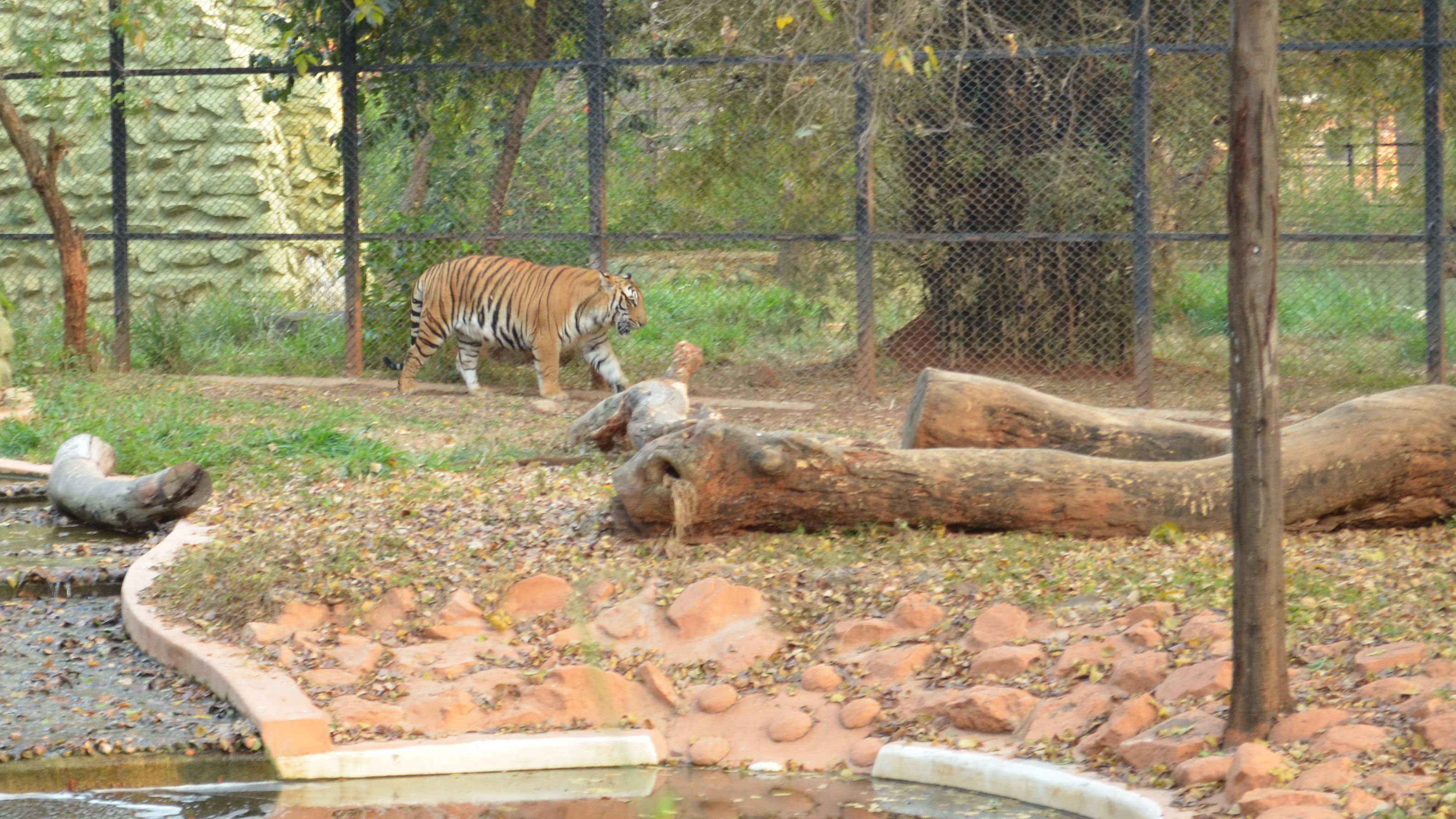 Captive big cats show stress in different ways