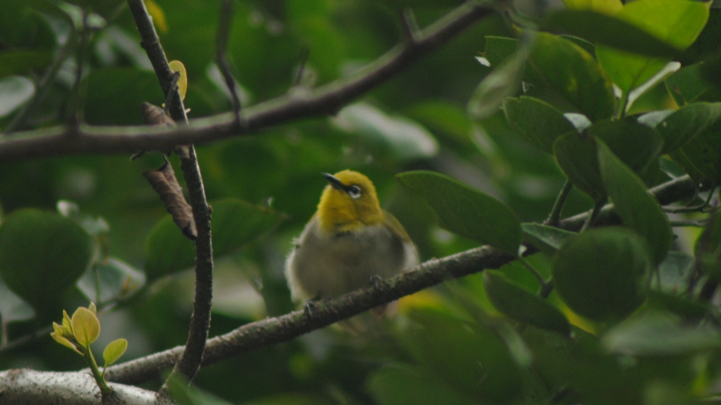 Who got there first? A study of endemism in passerine birds