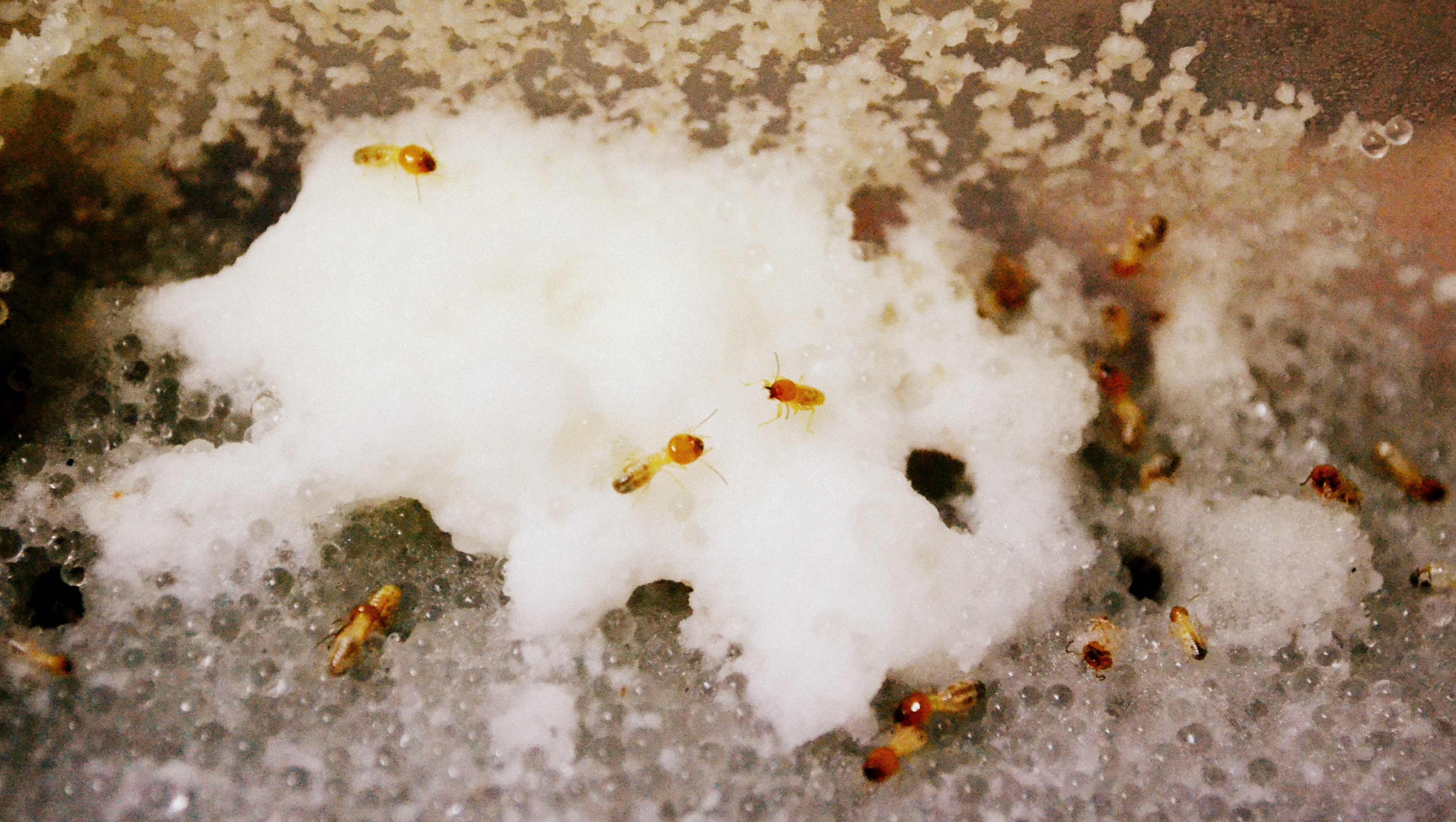 From bits to boluses: How do termites build strong mounds?