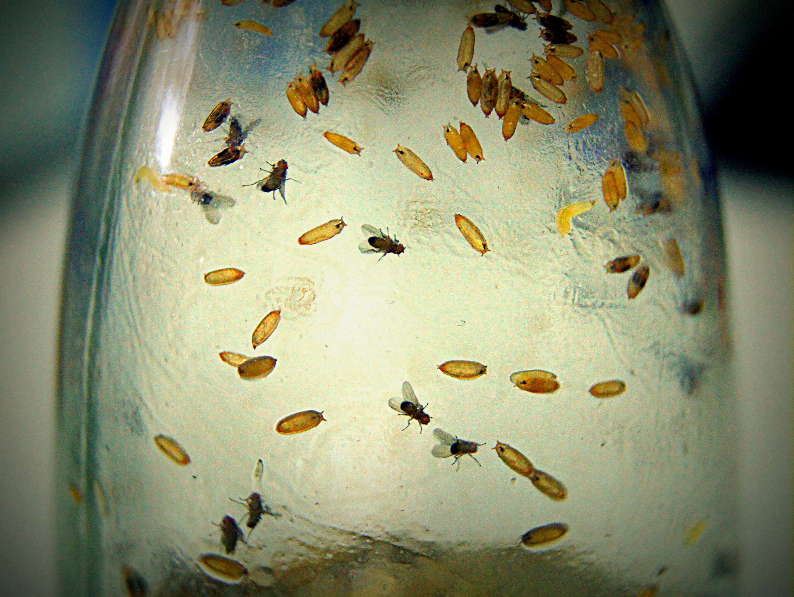 More the merrier – Crowded fruit flies evolve to court more, say scientists