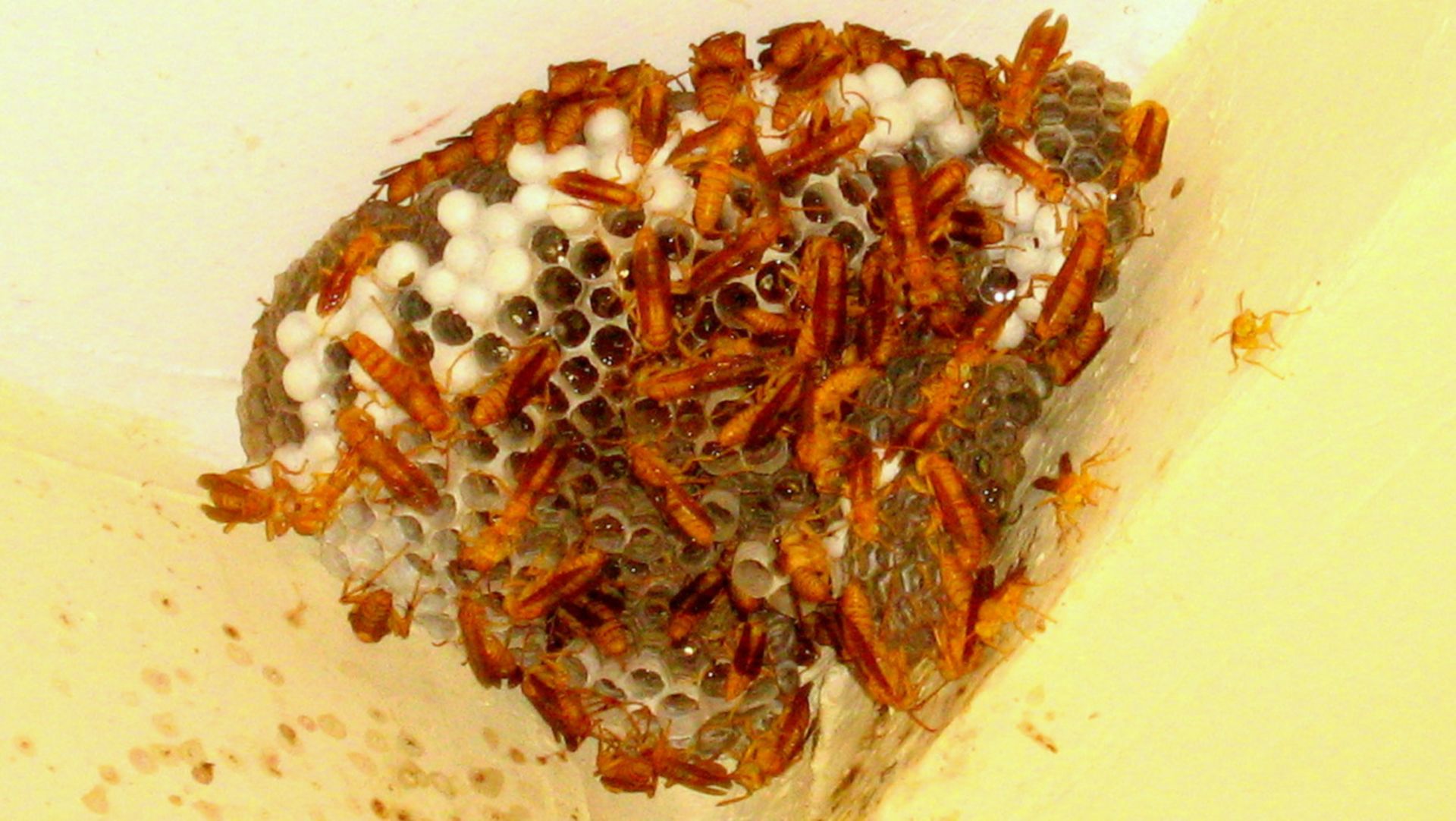 Inspired by nature, scientists apply swarm intelligence to study properties of large molecules