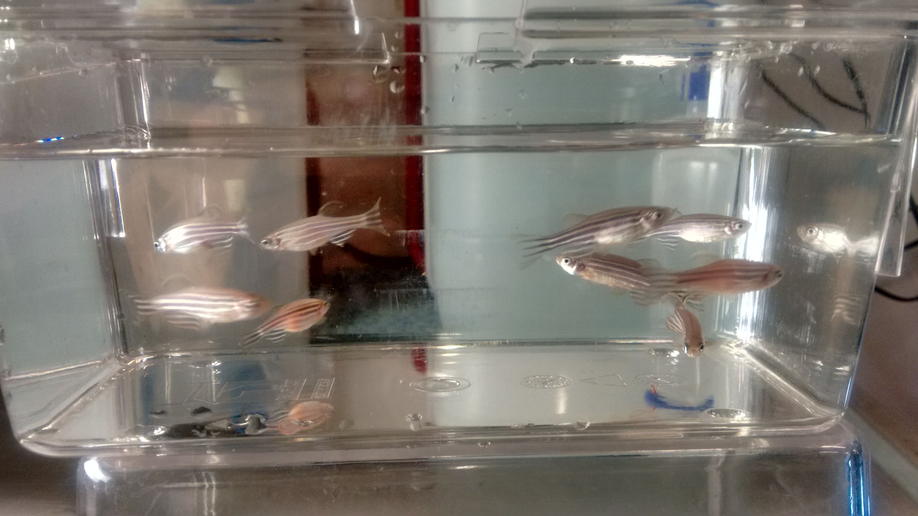 An Insight into the Zebrafish’s Ability to Learn