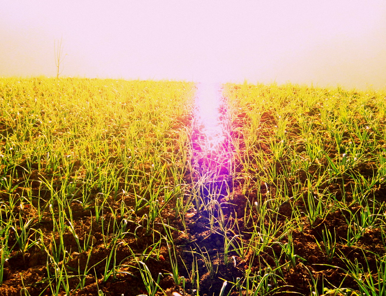 India losing crops to ‘bad’ ozone, says study