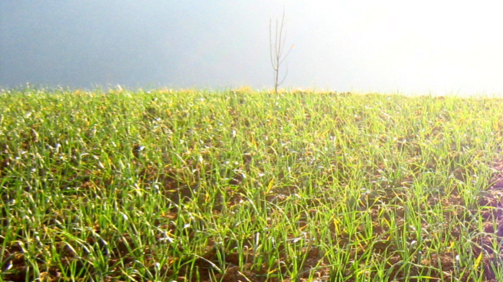 Scientists engineer nanoparticles to detect herbicide levels