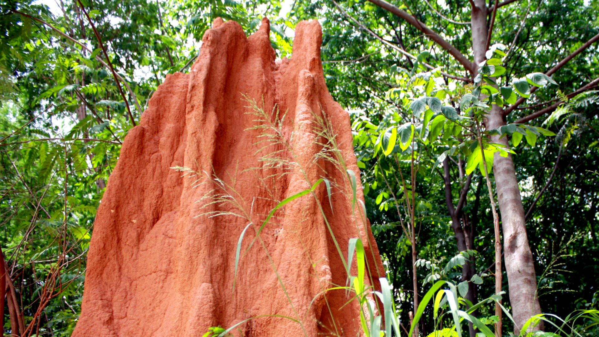 How do soil and habitat affect termites of southern India?