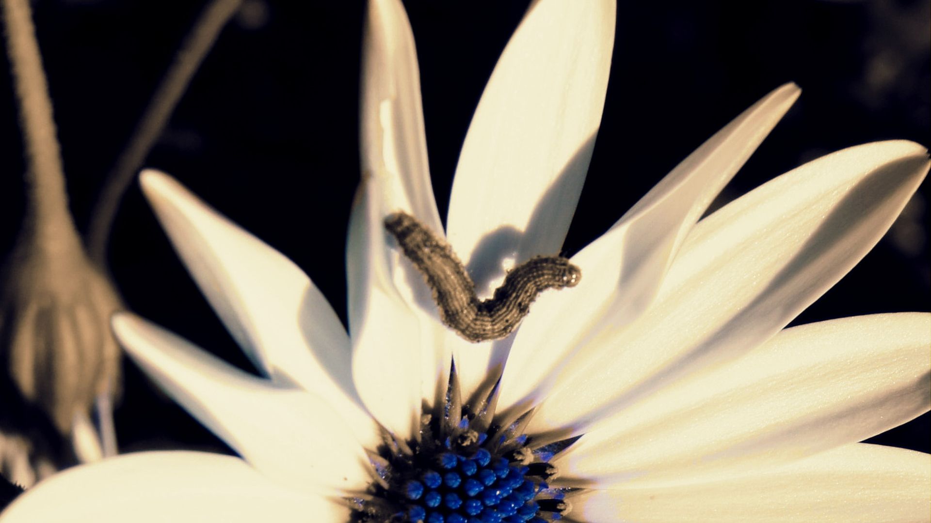 Butterfly’s guide to survival: Understanding how humidity affects colouration in pupae