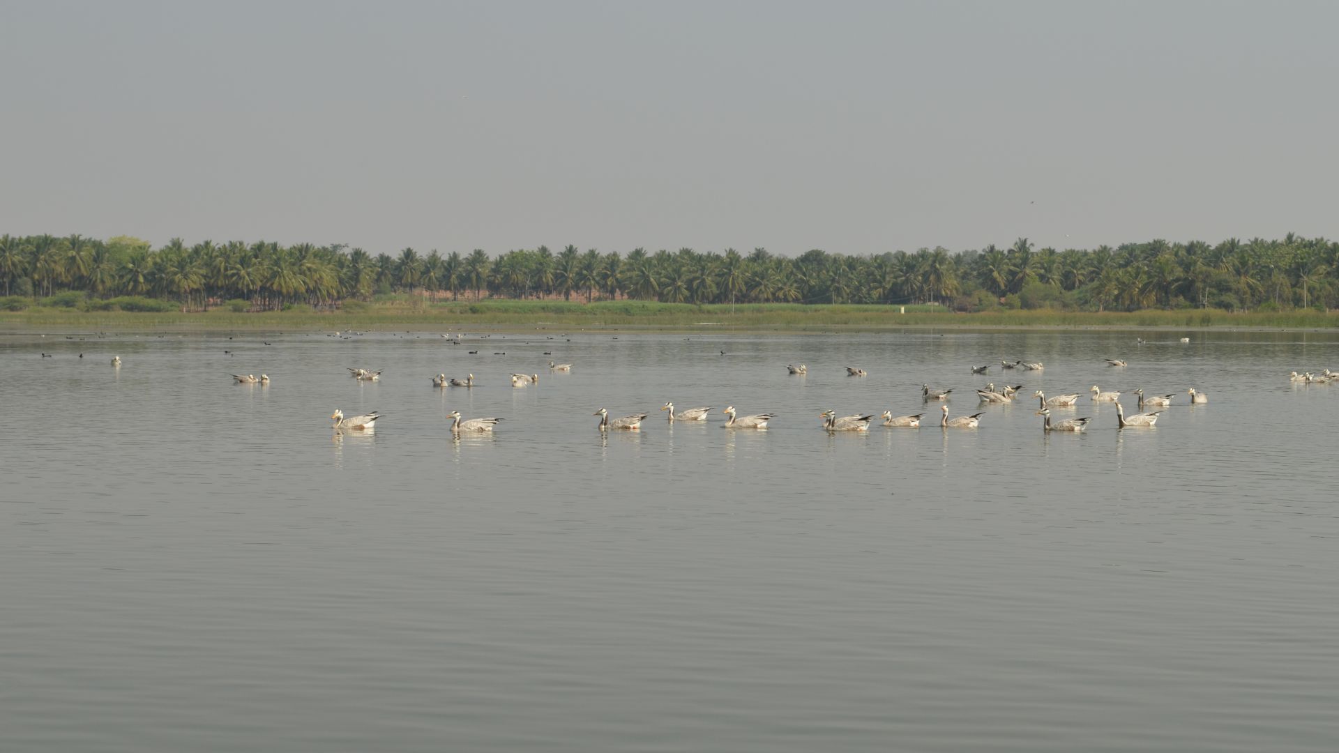 Helping birds on their dauntless journeys across the globe