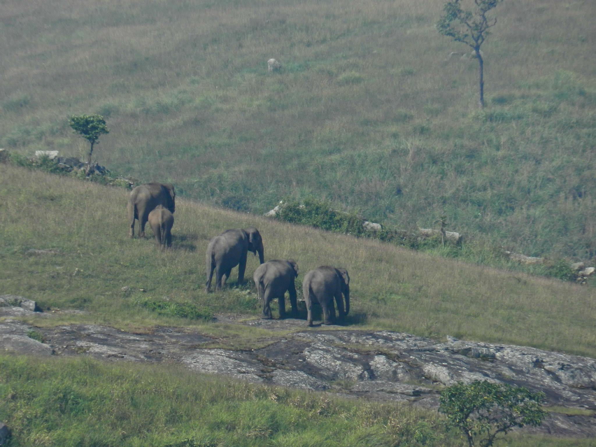 New study may help endangered Asian Elephants survive a little longer