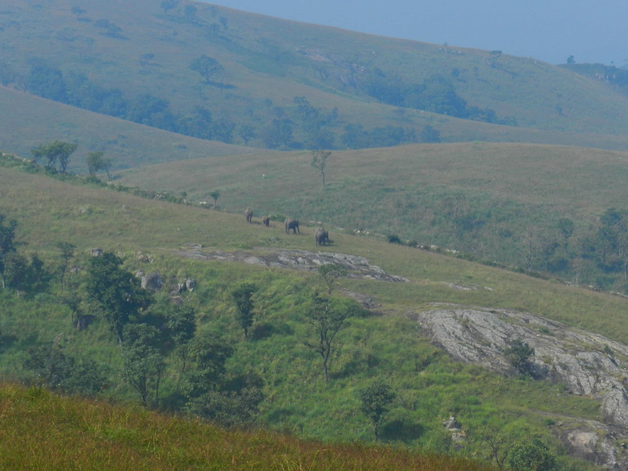 Scientists identify environmental factors that constrain Mudumalai forest fires.