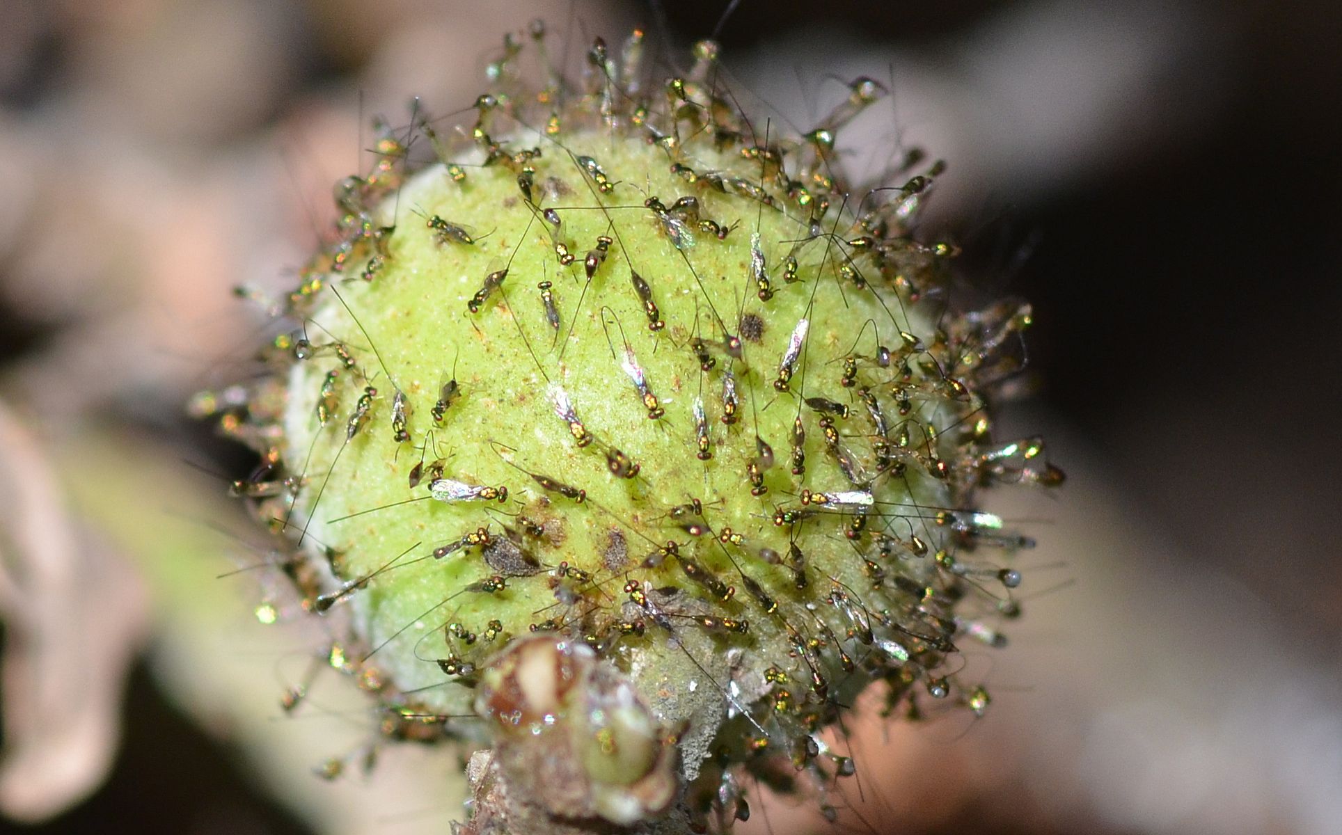 Understanding Volatile Communication in the Plant Kingdom