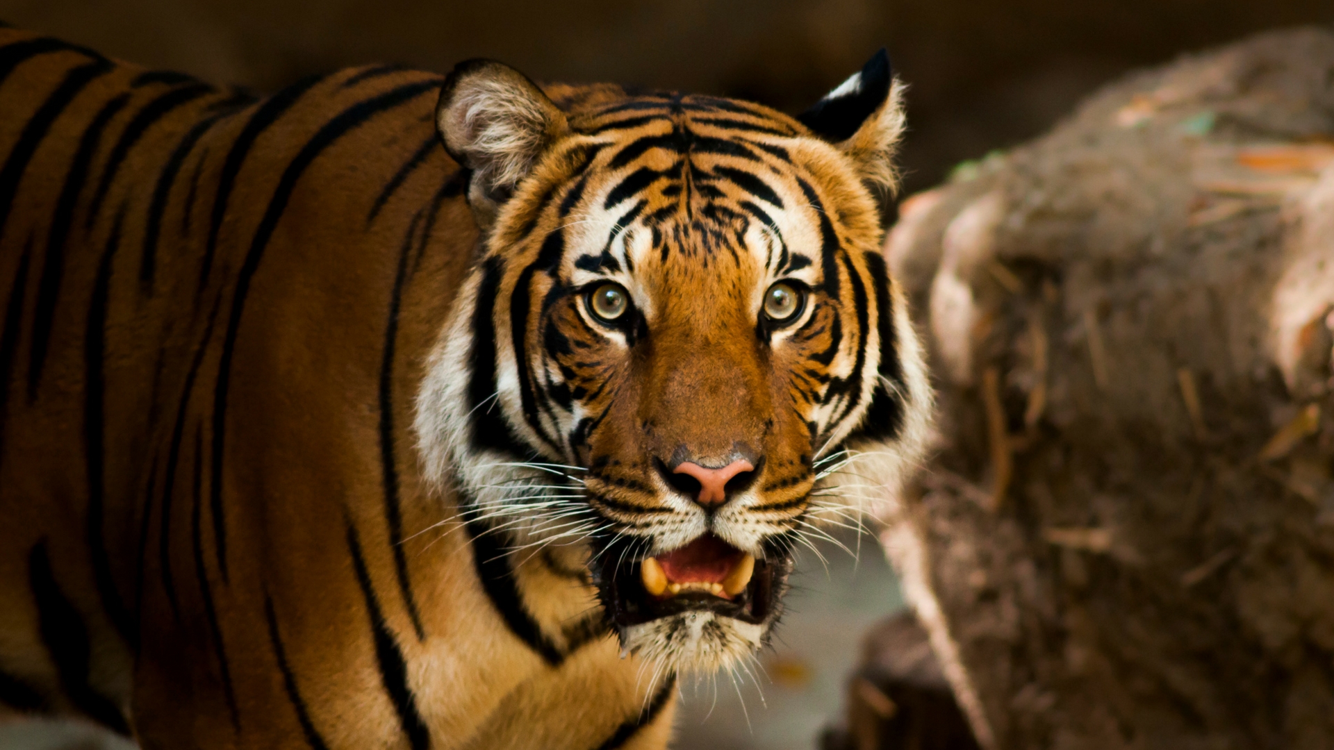 Connected forest corridors is key to save tigers, says study