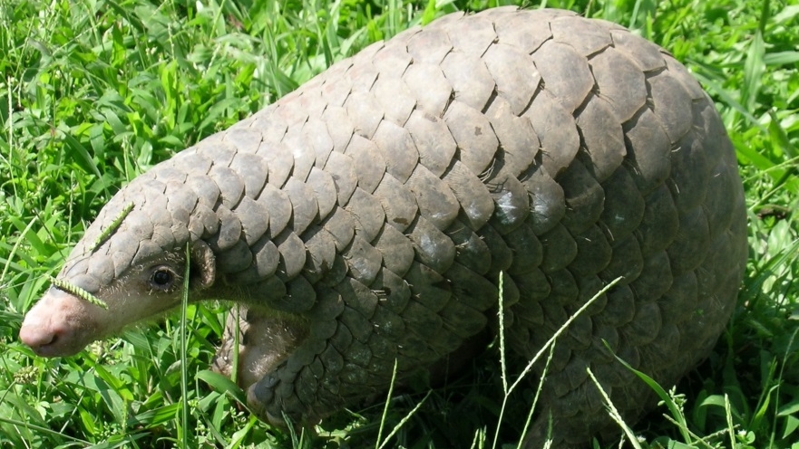 অসমত বনৰৌৰ চিকাৰ: কাৰণ, পৰিণতি আৰু প্ৰতিকাৰ