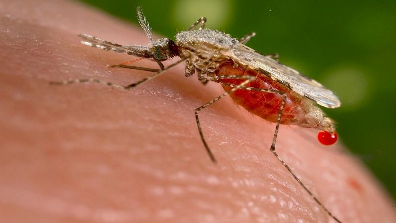 A new technique to study Indian strain of malarial parasite could help in better drug discovery