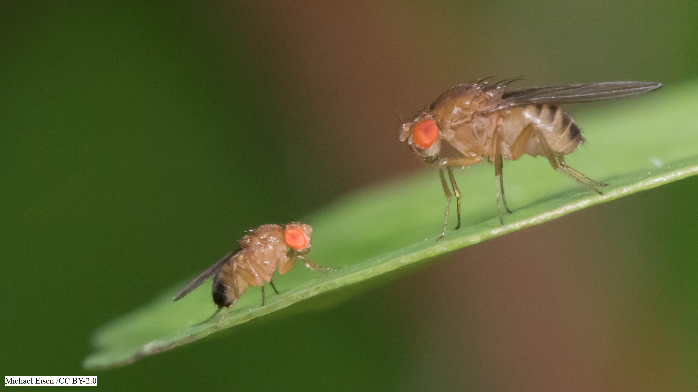 Why do some flies disperse more than others?