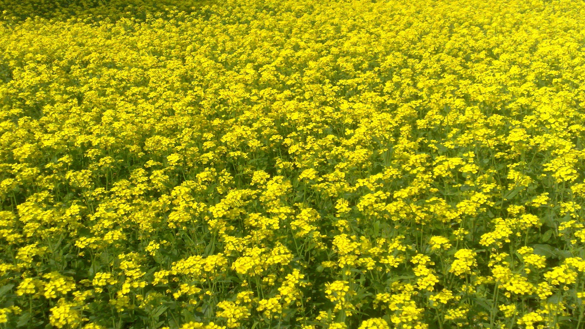Chickpea’s trick can help mustard fight fungi