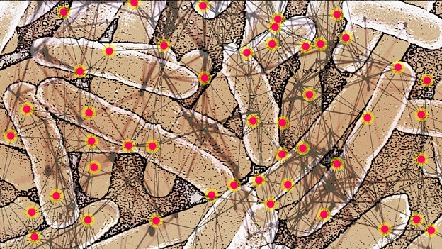 Mathematics answers the biological question of which proteins participate in the mutation of bacteria