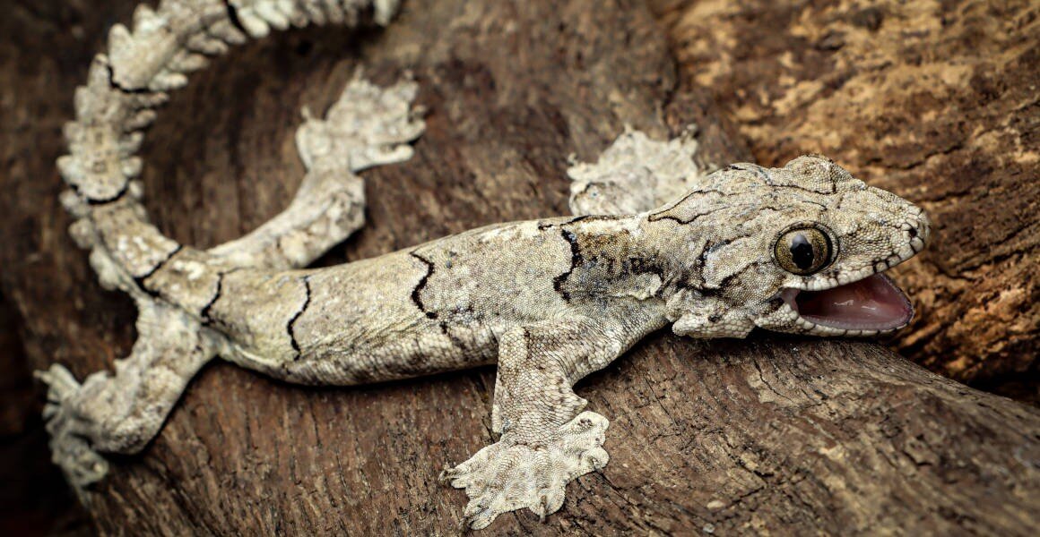 New species of flying gecko discovered in Mizoram, named after the state