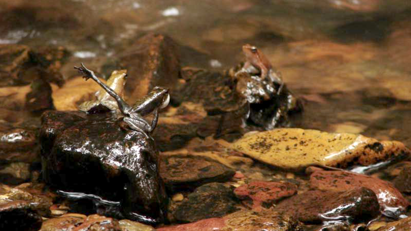 The dancing frogs of the Western Ghats