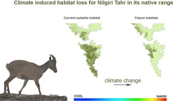 The projected loss in the habitat of the Nilgiri Tahr
