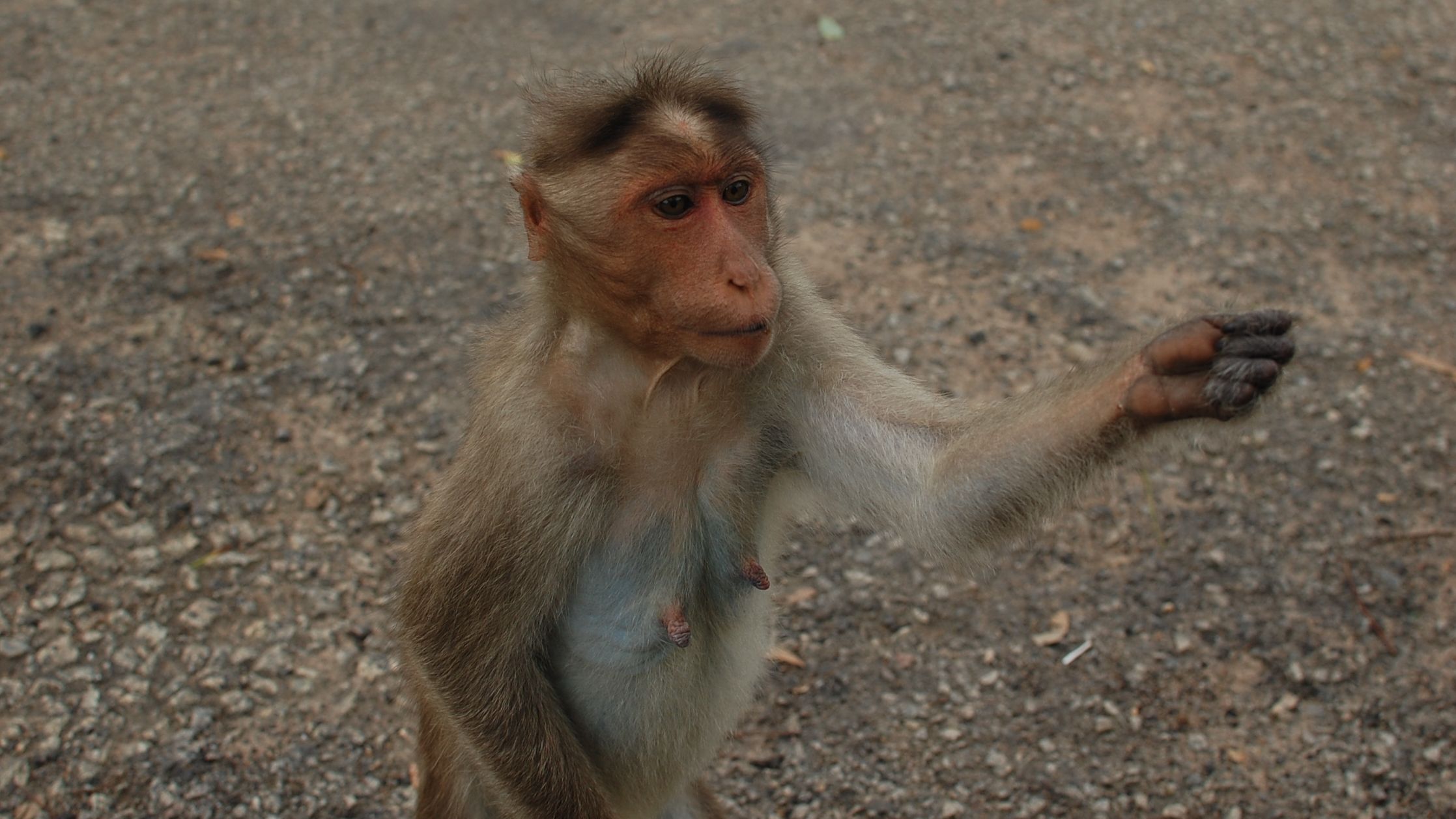 Requesting for food, the monkey way!