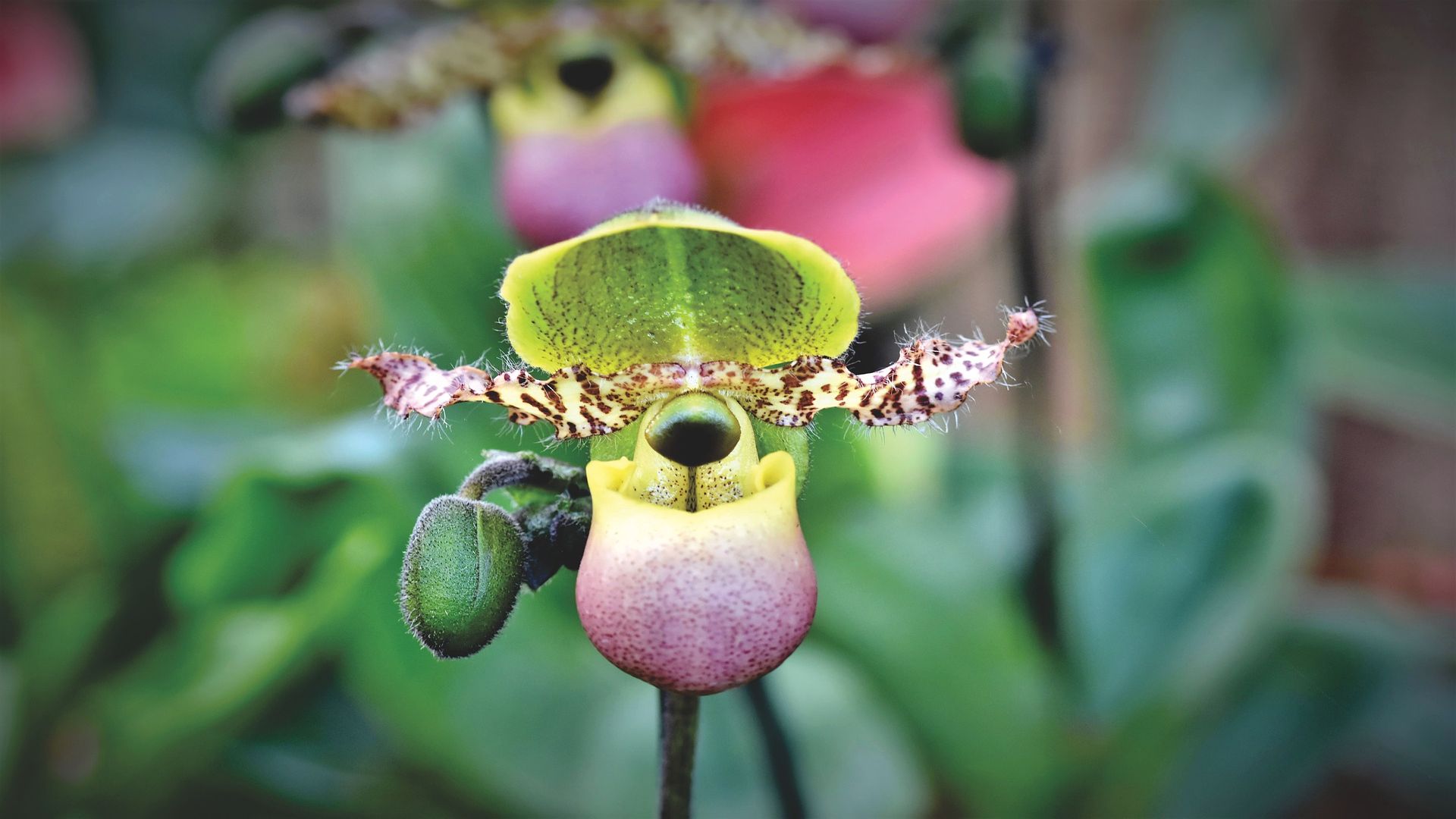 How Orchids Deceive Insects