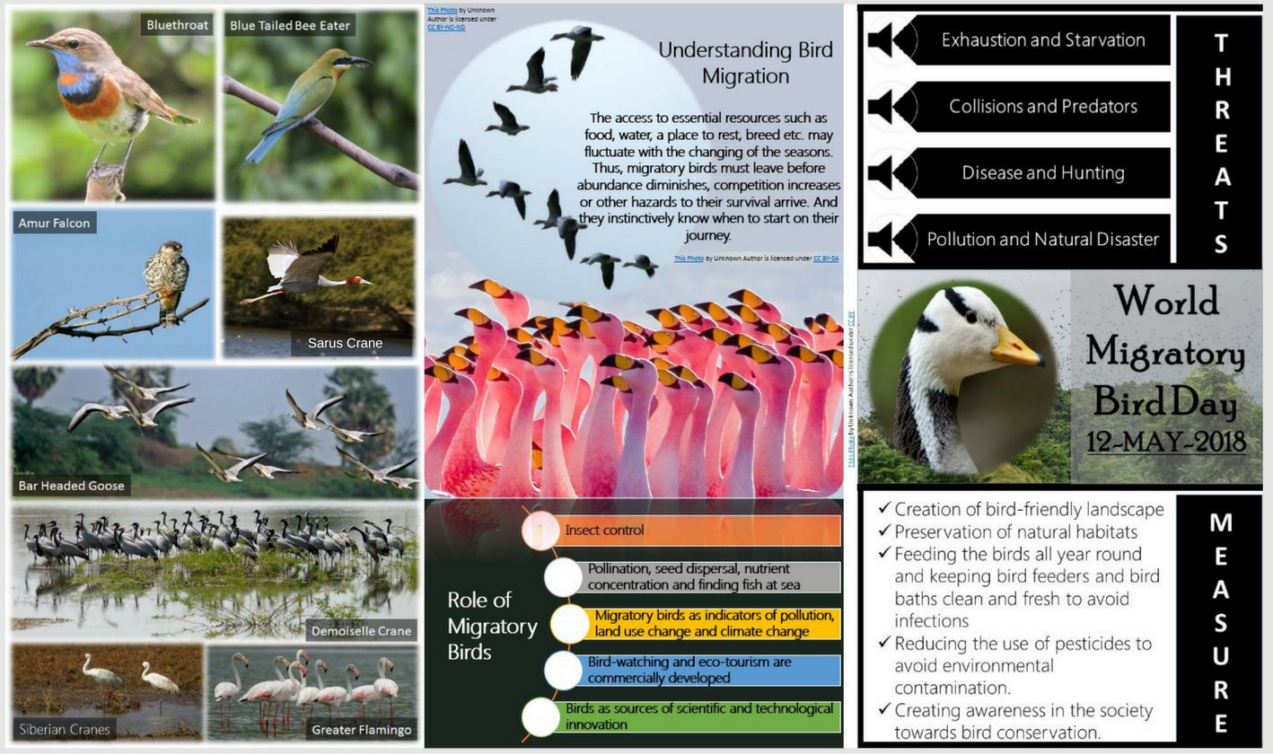 World Migratory Bird Day