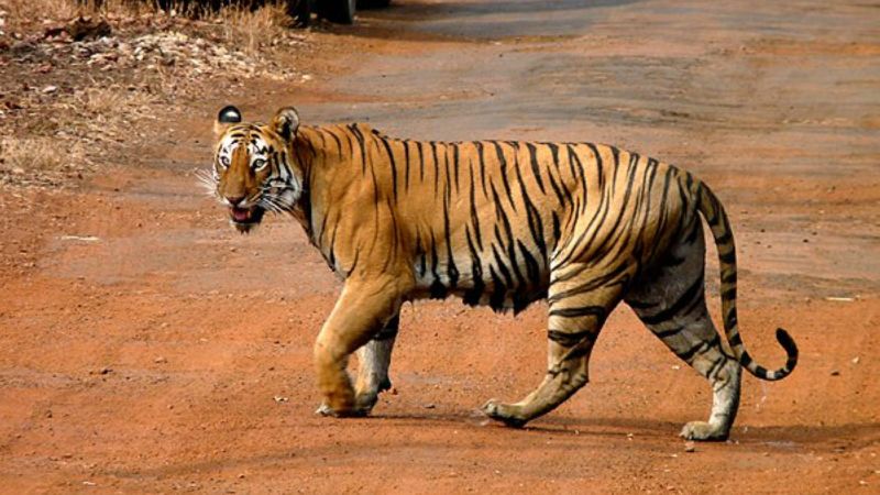 Roads pose a roadblock to tiger conservation in South and Southeast Asia