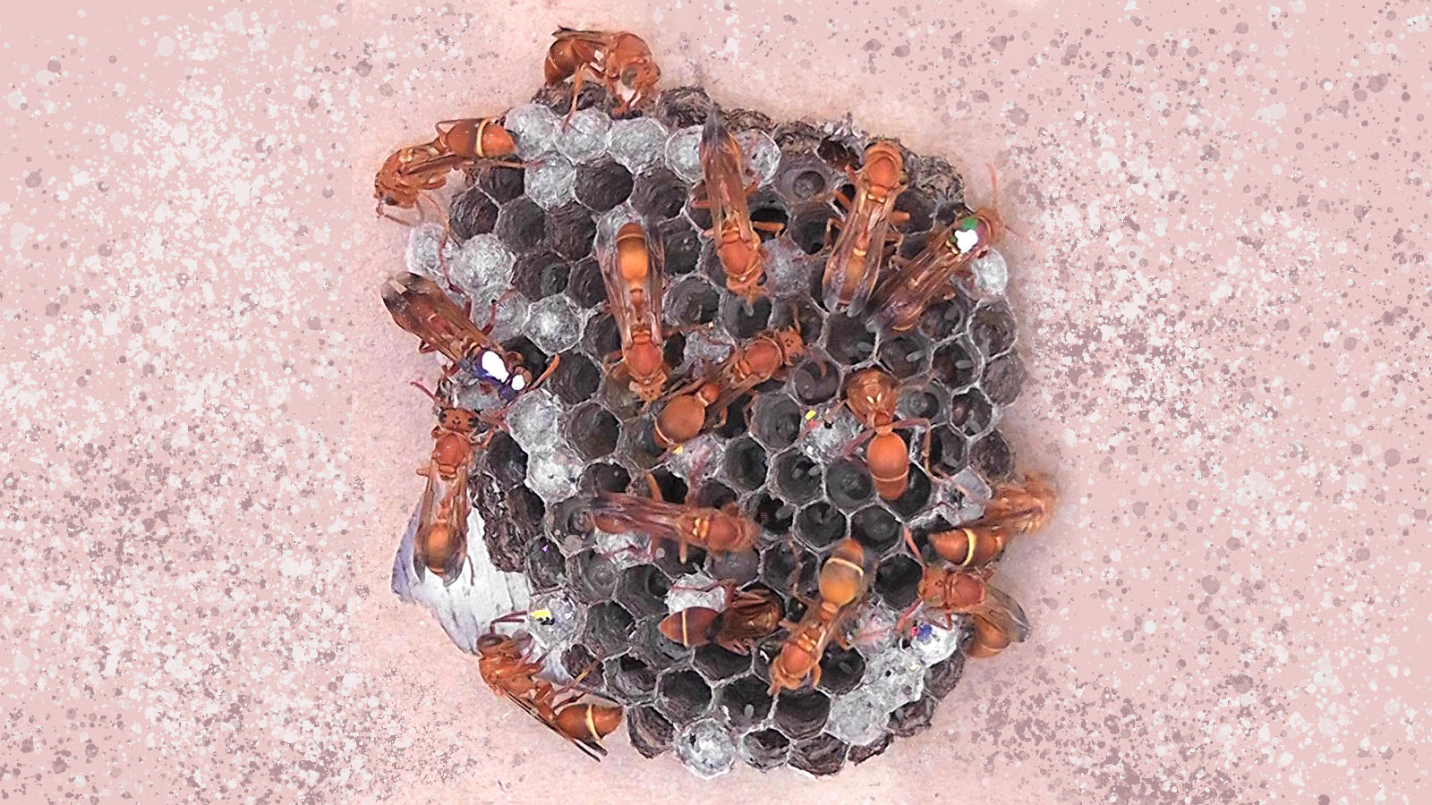 Who inherits a wasp colony? Scientists unravel the mystery