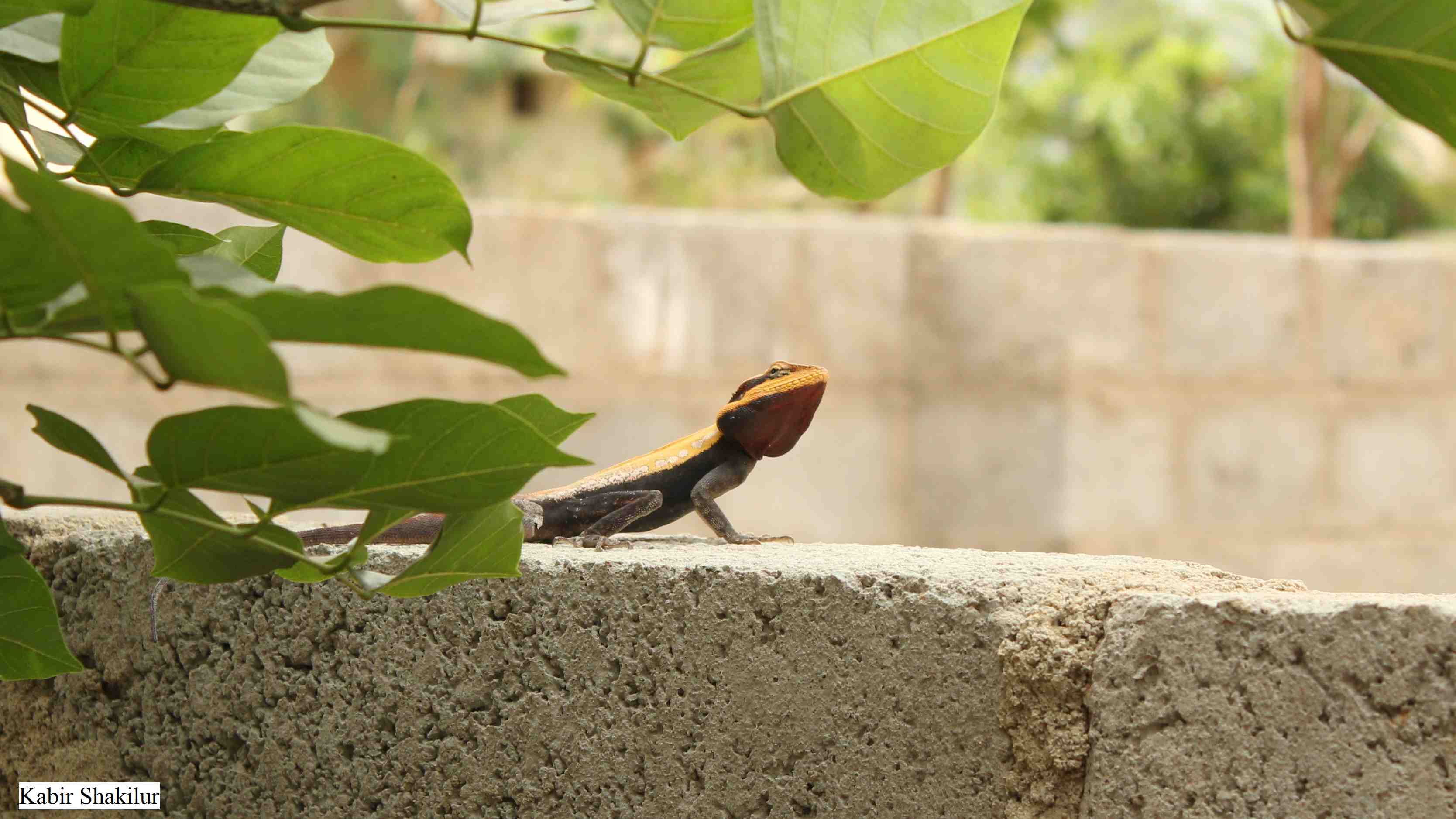 The street smartness of urban lizards